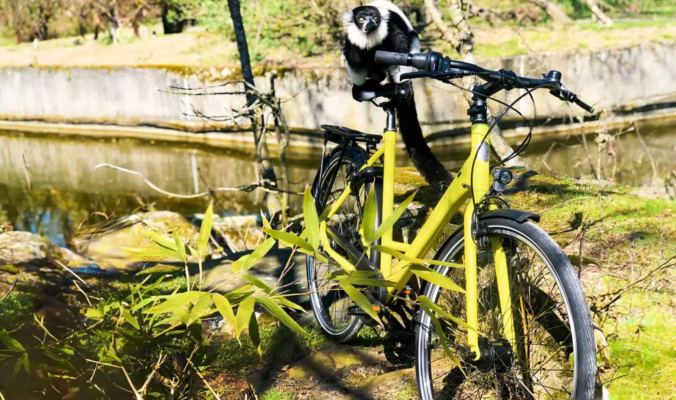 Ein schwarz-weißer Lemur auf einem gelben Fahrrad im Freien.