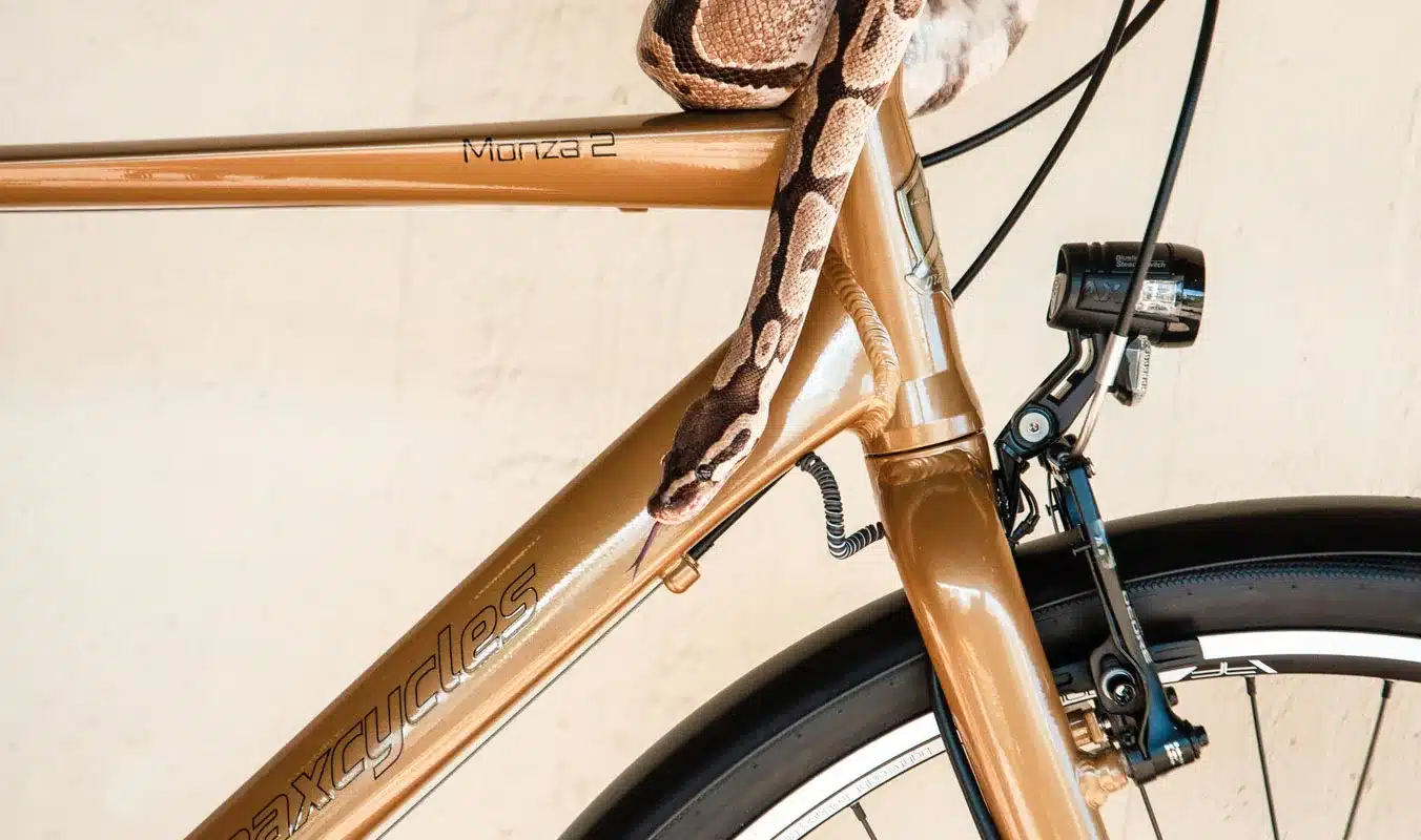Goldfarbenes Monza 2 Fahrrad mit einer gefleckten Schlange, die sich um den oberen Teil des Rahmens wickelt.