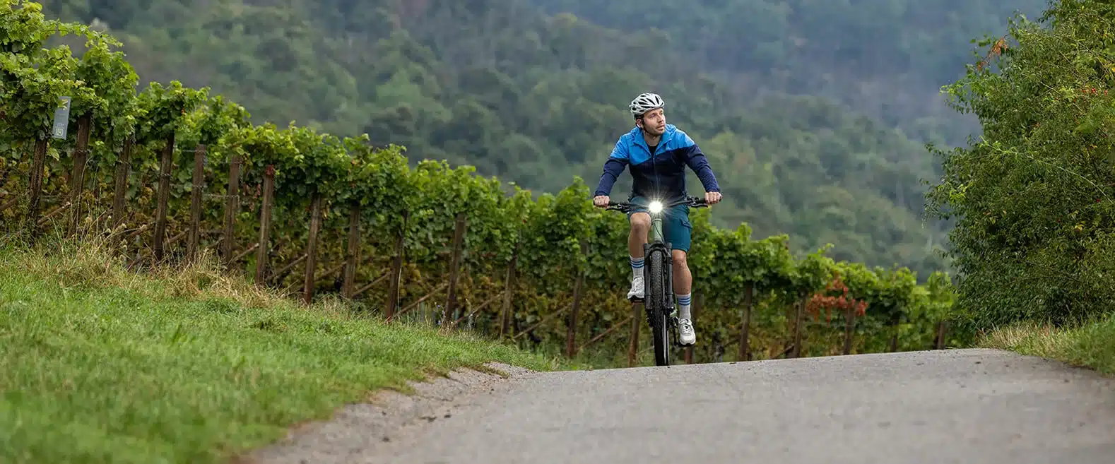 Ein Radfahrer mit Helm fährt auf einer Landstraße entlang von Weinbergen