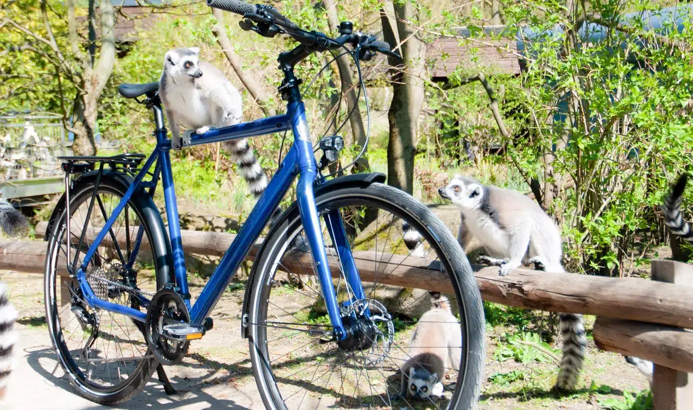 Ein blaues Fahrrad im Freien, umgeben von Lemuren, die auf und um einen Holzzaun herum sitzen.