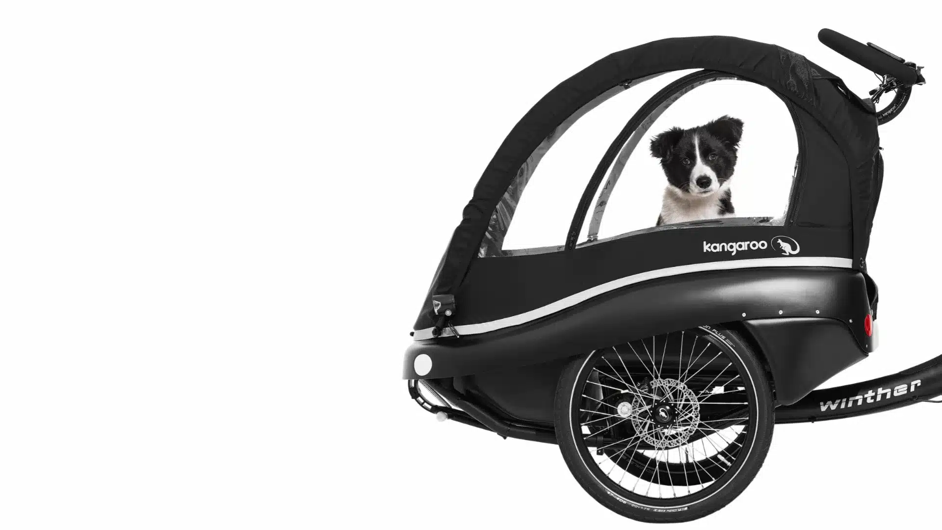 Vorderansicht eines schwarzen Kangaroo Luxe Dog Dreirad-Lastenrads mit einer transparenten Kabinenabdeckung. Ein schwarz-weißer Border Collie sitzt in der Kabine und schaut nach vorne.